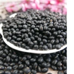 2019 Premium Quality Black Kidney Beans