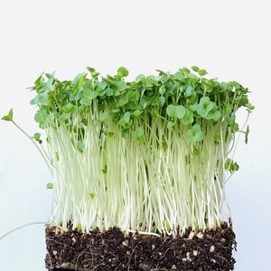 2020 Organic babi vegetables seeds broccoli sprout seed for planting