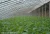 Import Agricultural Low Density Polyethylene UV Treated Plastic Sheeting Anti-Drip Greenhouse Plastic Film from China