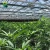 Import American single-span greenhouses agriculture standard automatic Blackout plastic film greenhouse from China