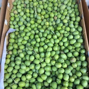 American standard quality 680 tons Fresh Olives for sale