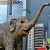 Import Amusement Theme park life-size huge realistic walk elephant animatronic model Zigong factory from China