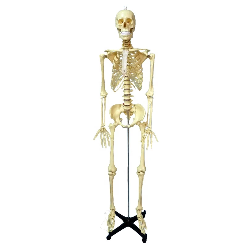 Anatomical Skeleton Model With Transparent Sernum
