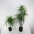 Import artificial green plant   indoor decorate plant from China