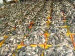 Best price wholesale Seafood leather jacket filefish fish