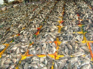 Best price wholesale Seafood leather jacket filefish fish