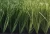 Import Best quality turf football artificial fake grass from China