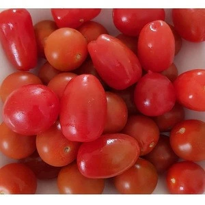 BIG Fresh Tomatoes,FRESH ORGANIC TOMATO and Fresh Red Tomato,Fresh