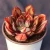 Import Blood-red large leaflike succulent plant succulents live plants set natural from China