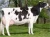 Import Boer Goats Holstein heifers Cows Camels Sheep for sale from Ukraine