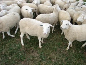 Boer Goats, Live Sheep, Cattle