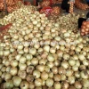 Bulk cheap price Fresh organic yellow onion with high quality
