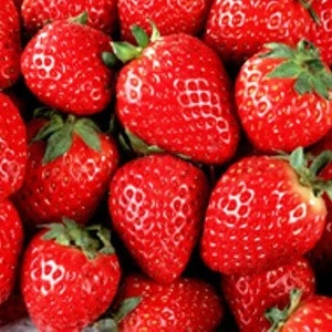 Buy Fresh Berries at Good Prices (wholesaler)