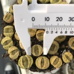 c362wholesale cactus succulent plants living both sides stones Lithops