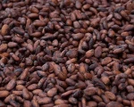 Cacao Beans ,Dried Criollo Cocoa Beans