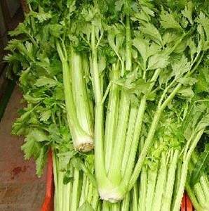 Cameron Highlands Fresh Celery