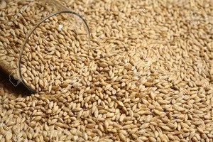 Canadian Top Quality Barley Malt and Pearl Barley .