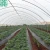 Import Cheap Price Plastic Agriculture High Tunnel Green House from China