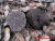 Import China good price truffles mushrooms for sale in bulk supplying from China