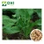 Import Chinese herbs medicine radix isatidis p.e  isatis tinctoria extract powder indigowoad root extract from China