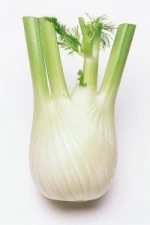 Chinese new fresh celery cabbage/Baby Cabbage white cabbage seeds