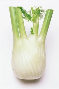 Chinese new fresh celery cabbage/Baby Cabbage white cabbage seeds