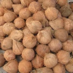 coconut /Semi Husked fresh matured coconut (semi husked) from Mekong delta