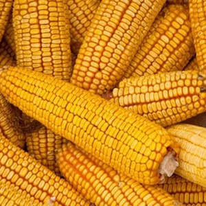 Corn (White and Yellow corn)