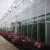 Import Customized Large Span Commerical Polycarbonate Sheet Anti-fog Greenhouse For Agriculture from China