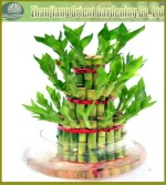 Distribute natural plant bonsai 3 layer lucky bamboo tower succulent sansevieria