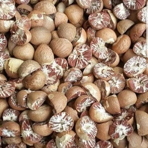 Dried Betel Nuts For Sale