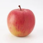 Export Grade fresh peaches