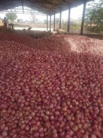 Export Quality Fresh Onion