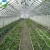 Import Factory direct single-span plastic shed greenhouse for vegetables. from China