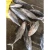 Import Factory Seafood Frozen Blackfin Fish Tuna from China