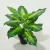 Import factory wholesale simulation plant indoor decorative artificial evergreen plant from China