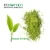 Import Fast Delieve 100% Pure Matcha Green Tea Powder, High Quality  Powder Form Matcha from China