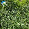 Fast Growing Best Grass Seed Chinese Evergreen Seeds High Quality Broadleaf Broad Leaf Seeds