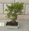 Ficus microcarpa S bonsai