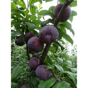 Fresh Black and red Amber  Quality Plums ready for supply..