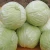 Import FRESH CABBAGE from Canada