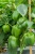 Import Fresh Capsicum Green Yellow Red from South Africa