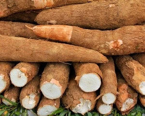 Fresh Cassava Tubers