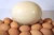 Import fresh fertile ostrich eggs for sale from Austria