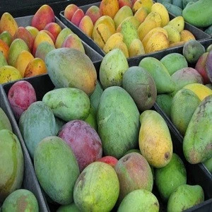 Fresh green organic mango farm fresh mango