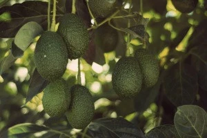 Fresh Hass Avocado Palta from Mexico with Global GAP Certificate