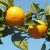 Import Fresh Orange Fruit from India