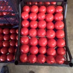 Fresh Tomatoes, red Tomatoes,