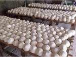 Fresh Young Coconuts