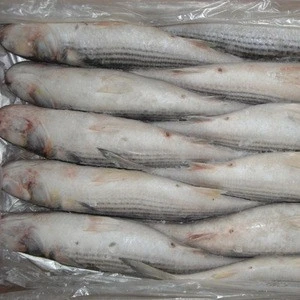Frozen grey mullet fish roe